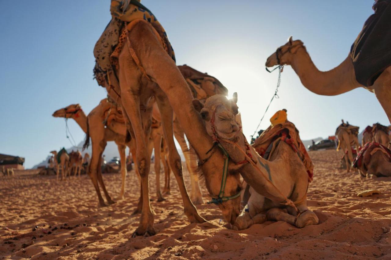Salman Zwaidh Camp Hotel Wadi Rum Ngoại thất bức ảnh